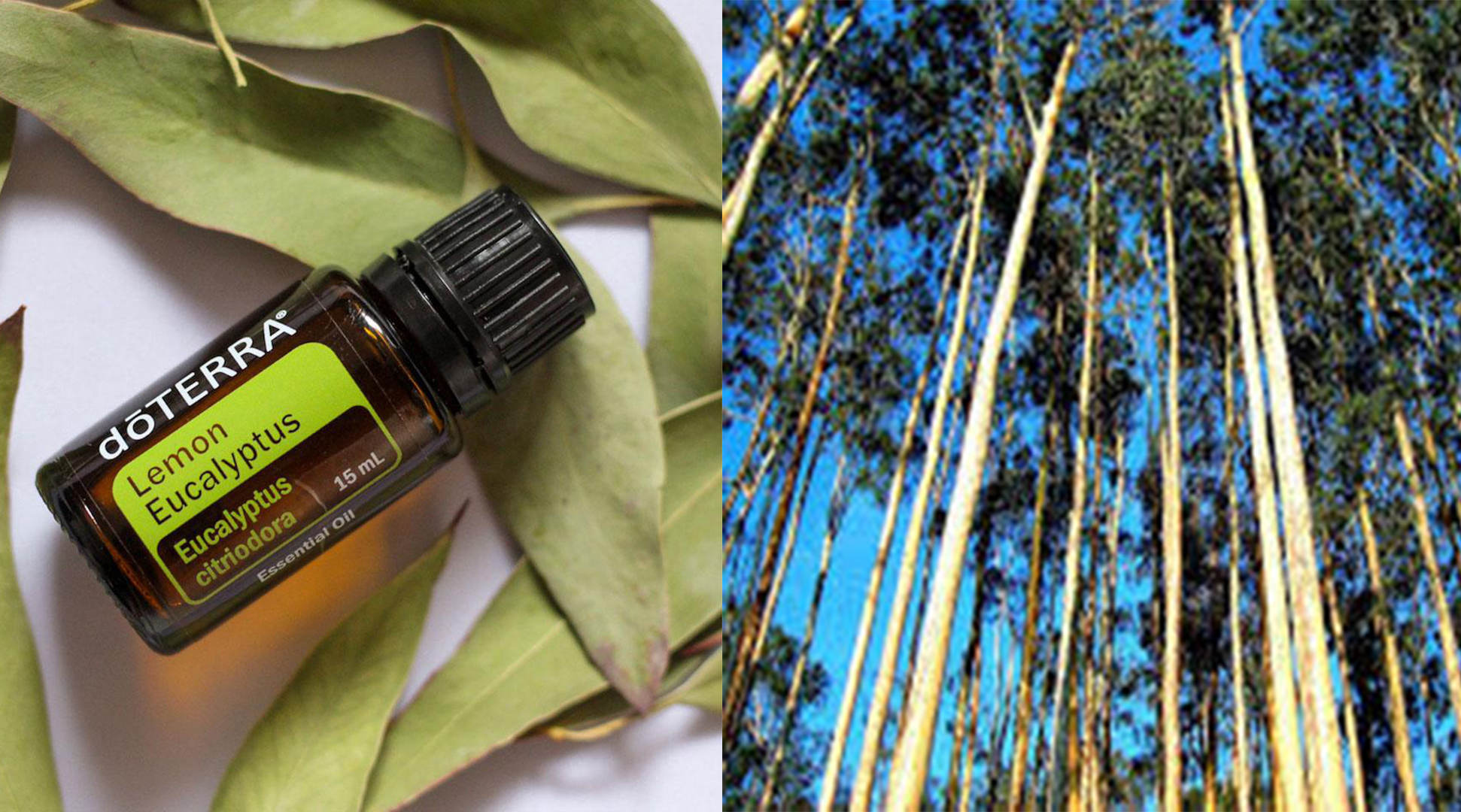 Limão Eucalipto Lemon Eucalyptus - Um multiusos para o Outono-Inverno