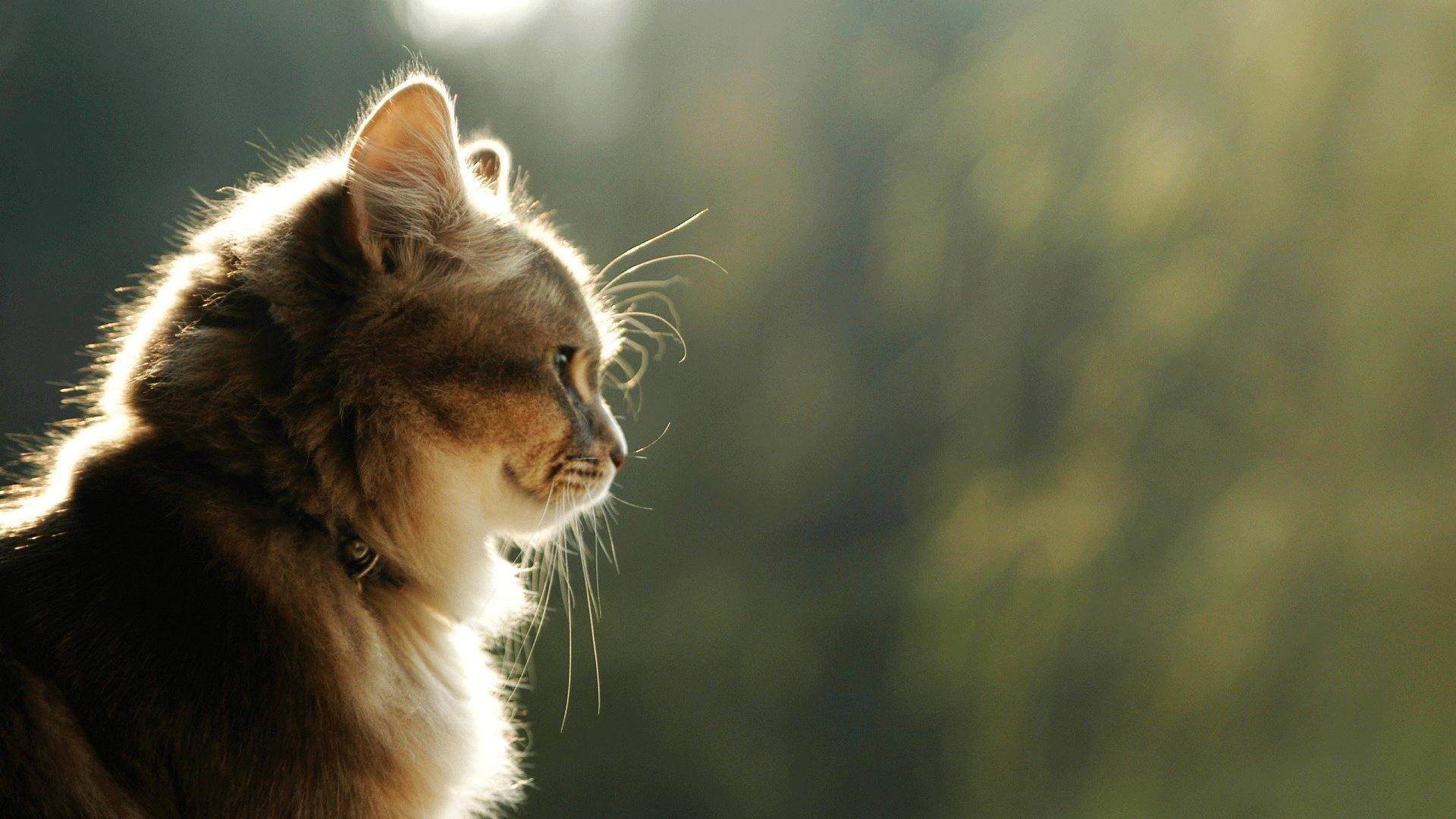 Artigo Óleos para Gatos